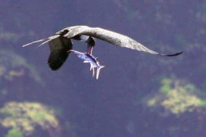Frigate bird with flying fish