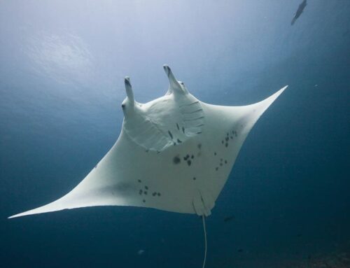 Spotted Eagle and Manta Rays