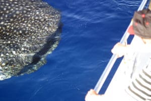 Whale shark approaches boat