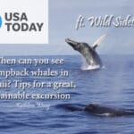 USA Today When can you see humpback whales in Hawaii? Tips for a great, sustainable excursion