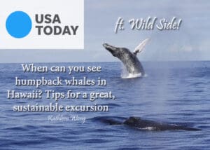 USA Today When can you see humpback whales in Hawaii? Tips for a great, sustainable excursion