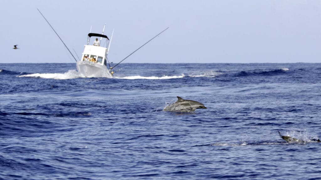 Using dolphins to catch tuna - hook and line fisheries in Hawaii