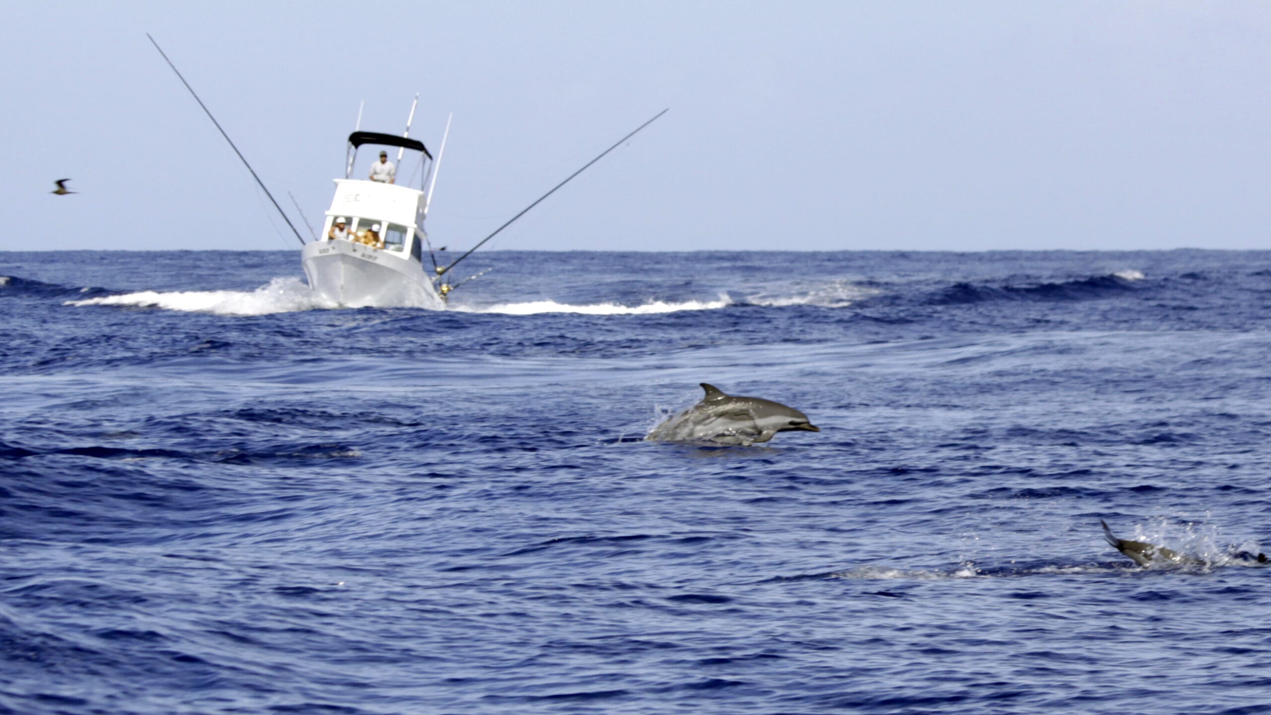 Using dolphins to catch tuna - hook and line fisheries in Hawaii