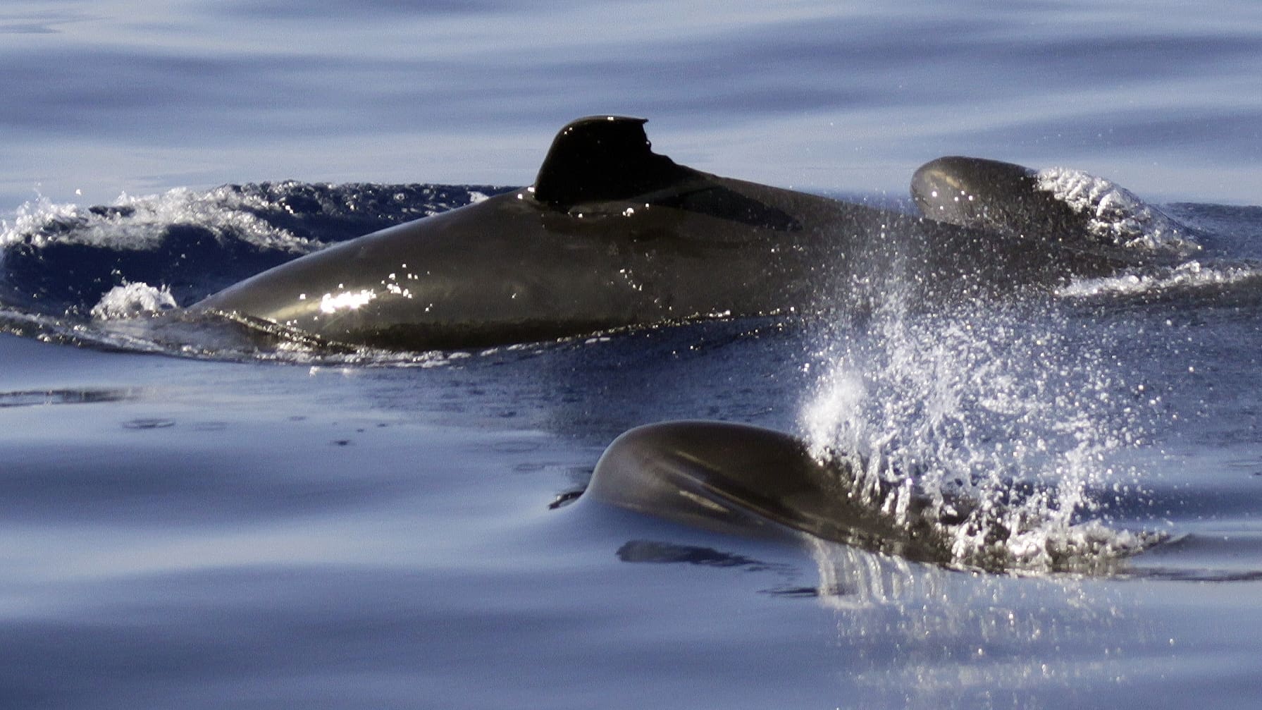 Bent dorsal fin in false killer whale with calf - most likely from fisheries interaction