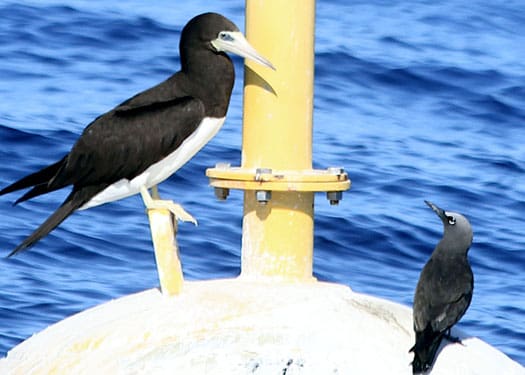 Hawaiians watch the flights of seabirds to locate schools of fish, to help forecast the weather, and to locate islands when out at sea. Birds such as the manu o Kü are sometimes referred to as a navigator's best friend because they occur in higher densities closer to islands and will lead a weary navigator home.