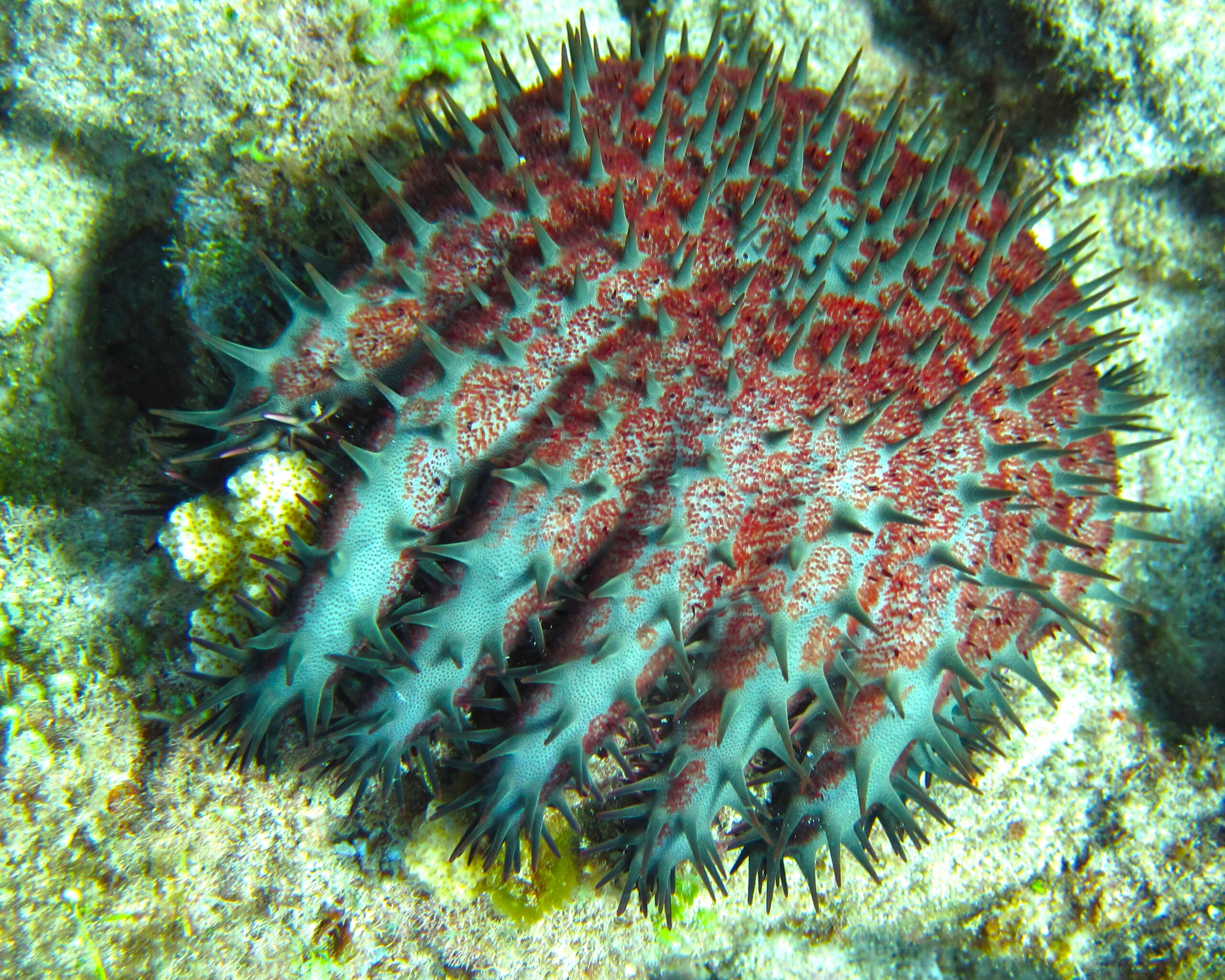 In Hawaii, healthy reef systems can support small populations of Crown-of-Thorns Starfish (COTS) for many years with only a small reduction in coral cover. But when a COTS outbreak occurs, competition forces them to eat all coral species, killing most of the living coral in the area. It can take decades for the reef to recover.