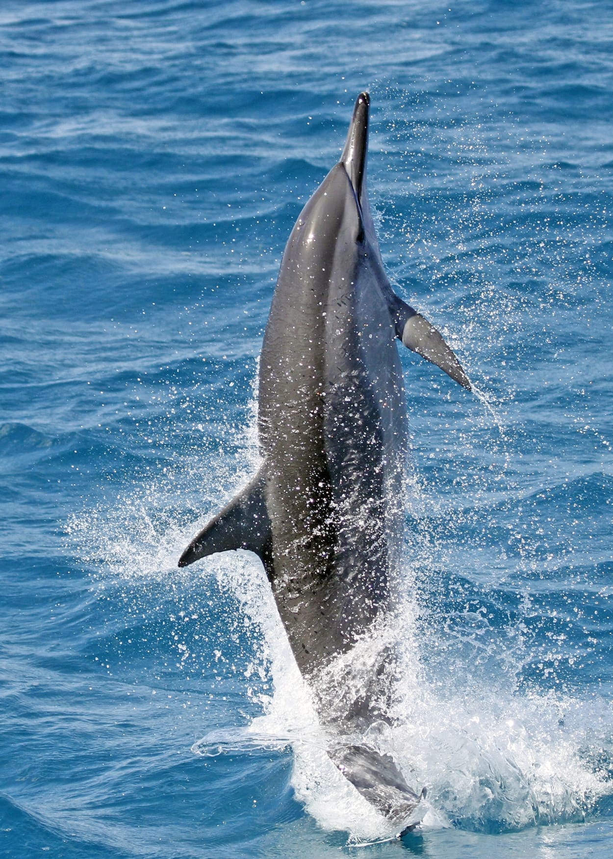 A spinner dolphins (Stenella longirostris) spin by accelerating through the water with rapid pumps of the tail, then muscles a tight twist as it breaks the surface. Underwater, a spinner can generate one to two rotations per second, but out in the open air it can perform up to seven. The display usually ends with a resounding bellyflop.
