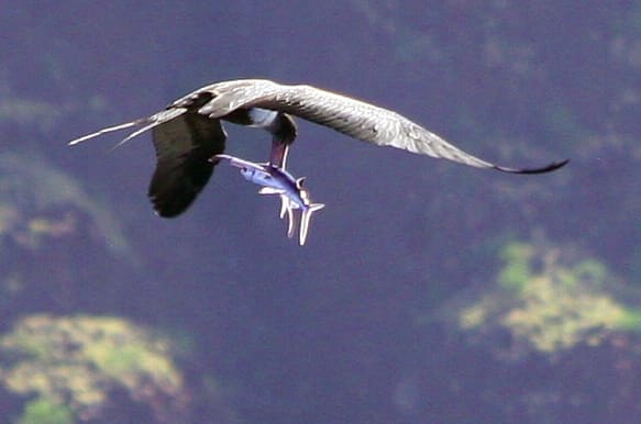 A flying fish is a great catch for a frigate bird, that cant dive for its dinner.