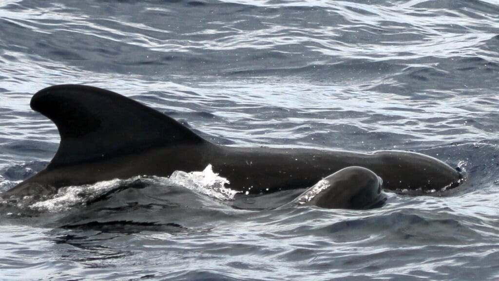 Pilot whales are incredibly social, living communally in matriarchal pods.