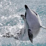 Camera settings spinner dolphin calf wildlife photography spinner dolphin calf