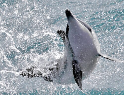 Oahu Photo Tours – Camera Settings for Ocean Wildlife