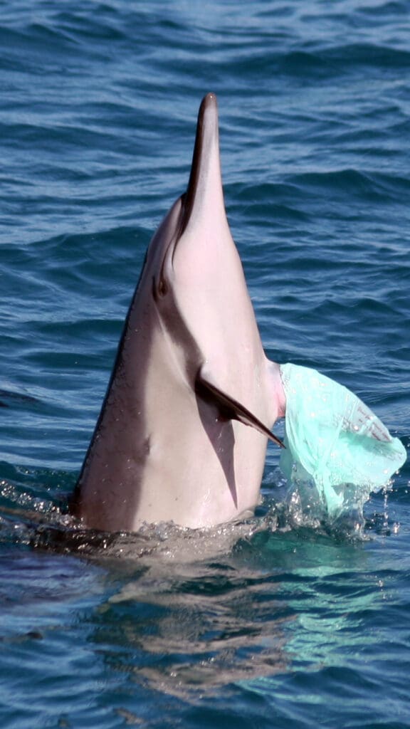 Dolphin with plastic bag