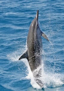 Spinner Dolphin Spinning 