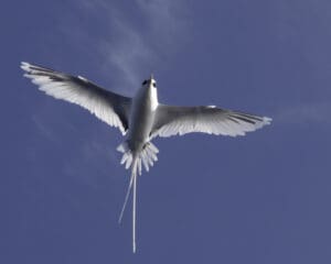 Conservation Photography photos need to show impact. The white-tailed tropicbird or koaʻe ʻula (Phaethon lepturus) is an indigenous Hawaiian seabird - The long tail feathers were highly valued by Hawaiian artisans, especially in the making of kahili, or feather standards that surrounded royalty.