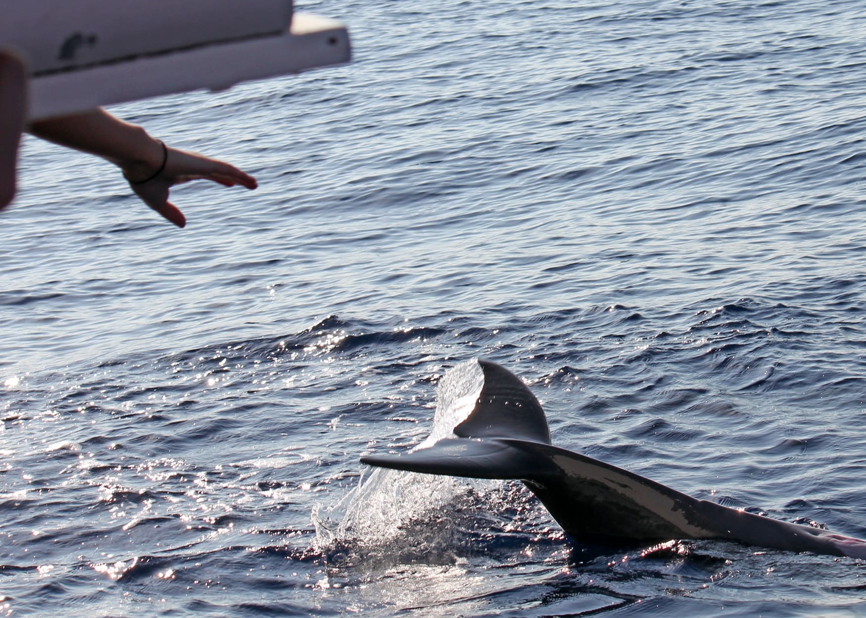 Tourist boats chasing and harassing dolphins can cause stress and pose risks.
