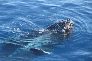 Spyhop, juvenile humpback whale tour Oahu Hawaii