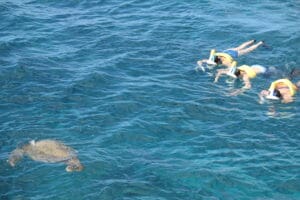 Snorkeling respectful distance from green sea turtle