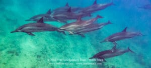Protected spinner dolphins are frequently seen while snorkeling at Makua Beach Oahu
