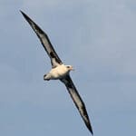 Laysan Albatross oahu birding tour