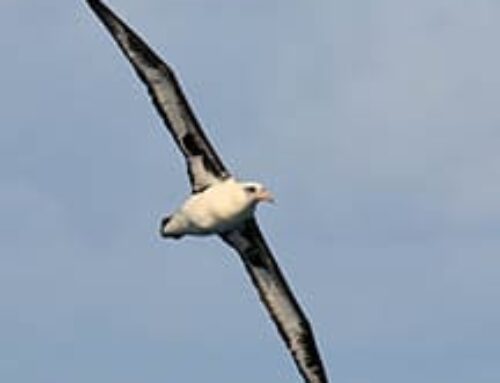 Laysan Albatross, Pelagic Birding Oahu
