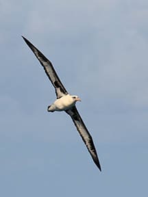 Laysan Albatross oahu birding tour