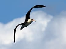 Laysan Albatross on Oahu nature tour