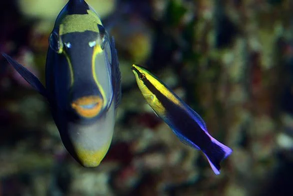 The Hawaiian Cleaner Wrasse, Labroides phthirophagus.