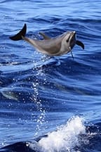 oahu photography tour spotted dolphin leap