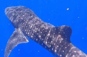 Swimming with whale sharks Hawaii