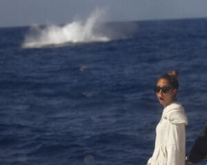 whale breach whale season Oahu