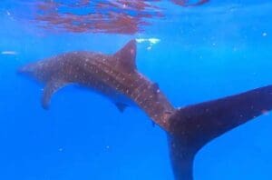 Swimming with whale sharks Oahu 
