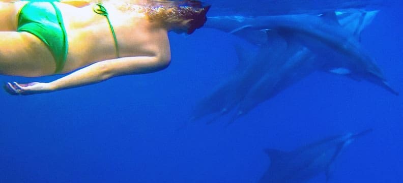 Swimming with wild dolphins Oahu