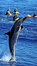Family Dolphin Swim Ko Olina Oahu