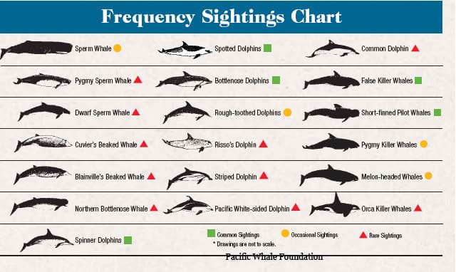 Frequency of whale sightings