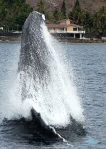 humpback whale breach oahu photo tour