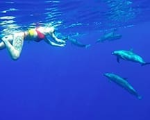 Swimming with dolphins oahu free