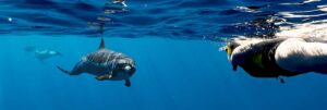 tips for swimming with dolphins Oahu tips for swimming with dolphins Oahu