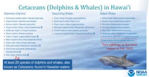 Dolphins and Whales in Hawaii graphic of 26 species