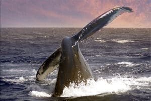 oahu sunset cruise whale watching