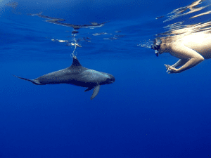swimming with pygmy killer whales Best Whale Watching Tours in Oahu