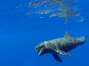 swim with pygmy killer whale ko olina oahu