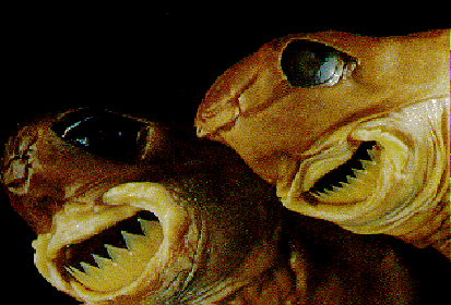 cookie cutter sharks