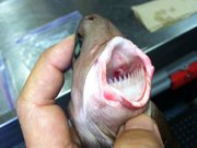cookie cutter shark size