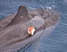 cookie cutter shark bites on a Hawaiian spinner dolphin