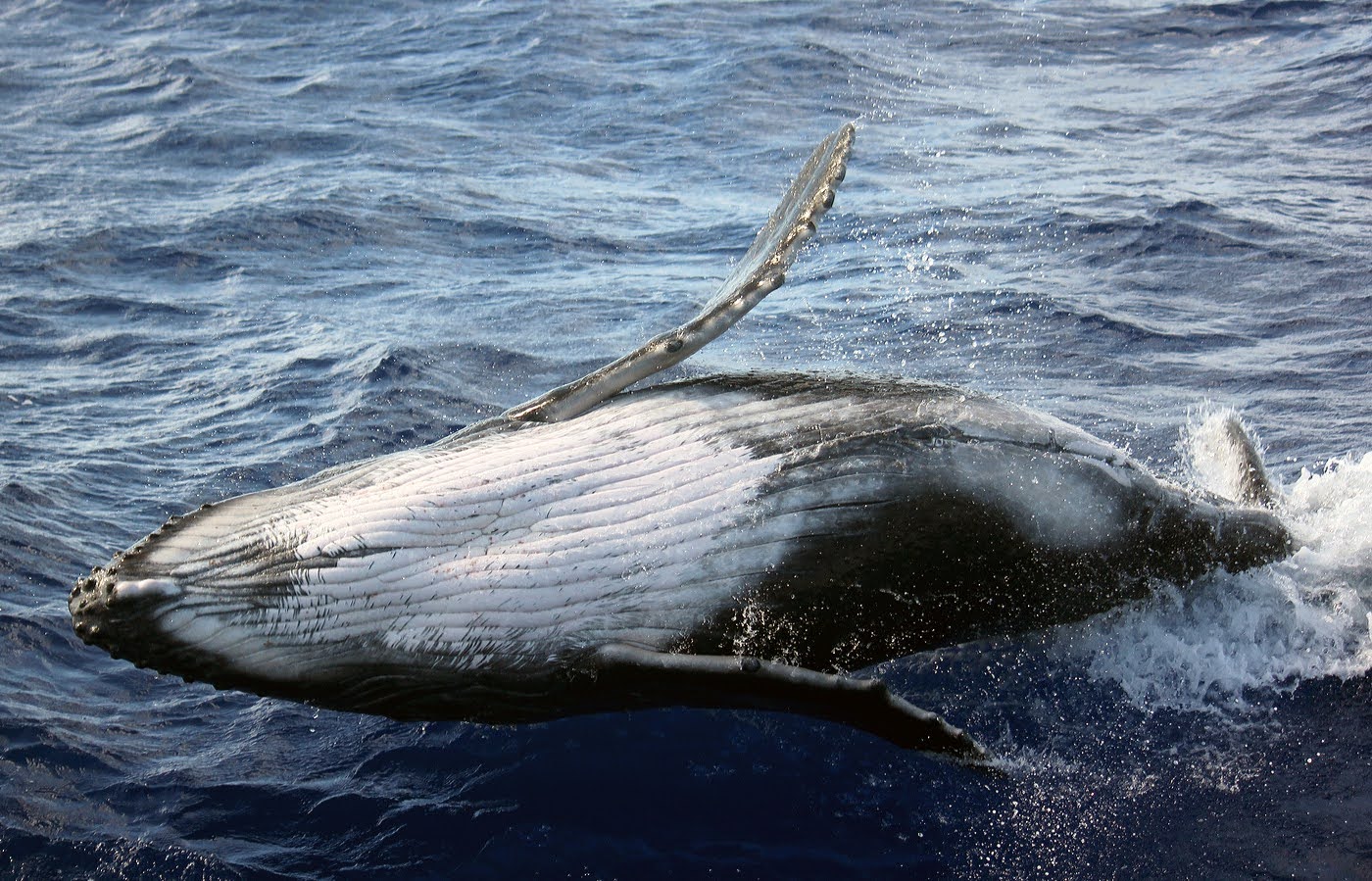 Whale Watching Experience