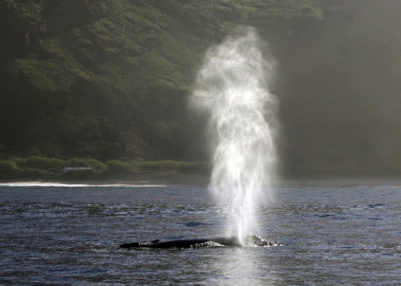 whale watching oahu experience