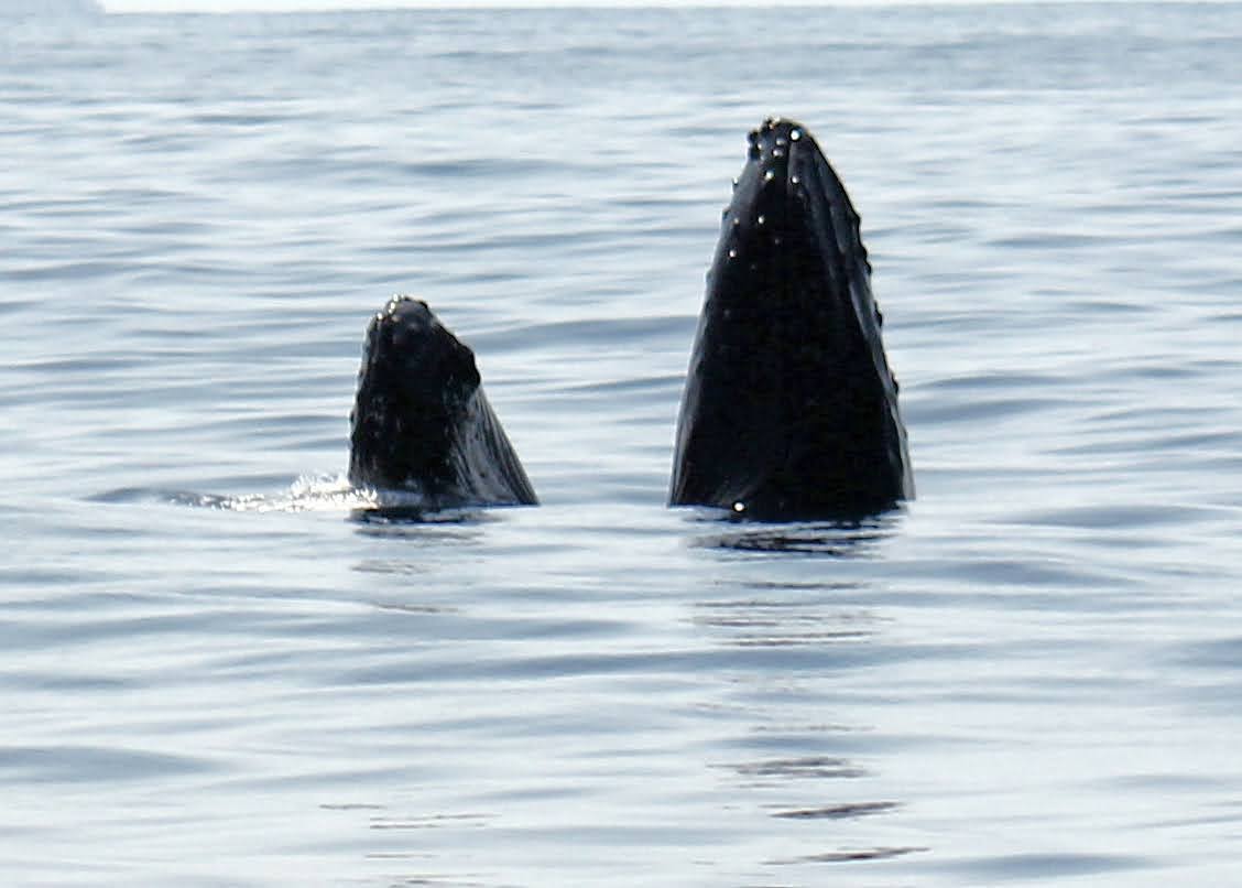 whales in Hawaii-2345 humpback whale