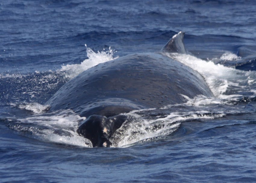 Giving food to whales