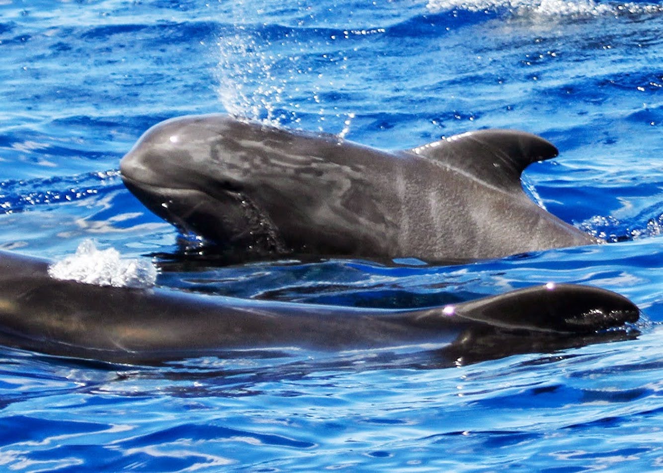 Whale watching experience for seniors
