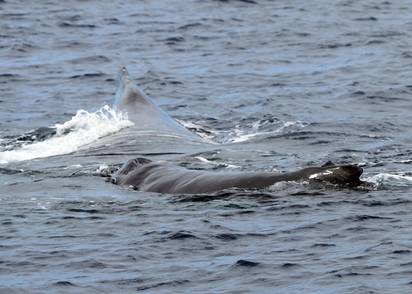 Whale watching experience in Oahu
